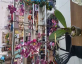ürün Orkide 