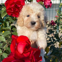 tanitim resim NİLÜFER KÖY KÖPEK CENNETİ 