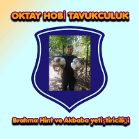 tanitim resim OKTAY HOBİ TAVUKÇULUK