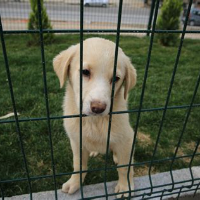 tanitim resim  BAĞLICA PETSHOP 