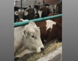 ürün BÜYÜKBAŞ HAYVAN SATIŞI