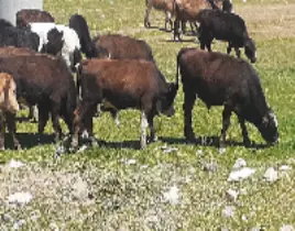 ürün BÜYÜKBAŞ KURBANLIKLAR