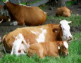 ürün Buzağılı ve gebe inek 