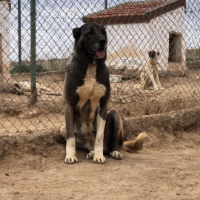 tanitim resim ALTIN KANGAL KÖPEK ÇİFTLİĞİ