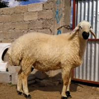 tanitim resim MÜDÜR KOYUNCULUK