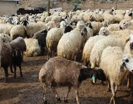 ürün KÜÇÜKBAŞ HAYVAN SATIŞI