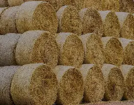 ürün HAVUÇ SAMAN SATIŞI