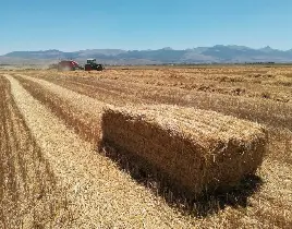 ürün KÜÇÜK BALYA SAMAN SATIŞI