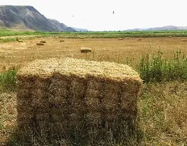 ürün YONCA SAMAN SATIŞI