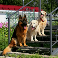 tanitim resim PATİ DOSTUM KÖPEK OTELİ 