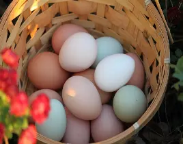 ürün  ORGANİK YUMURTA SATIŞI