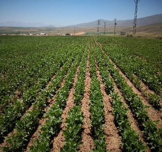 ürün DOĞAL TARIM ÜRÜNLERİ