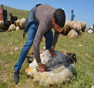 hizmet KOYUN YÜNÜ KIRKMA