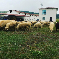 tanitim resim KOÇ KARDEŞLER KURBANCILIK