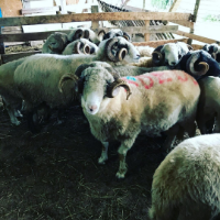 tanitim resim Şahin Adakçılık ve Kurbanlık