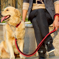 tanitim resim Pi - Pet En Yakın Pet Shop Mağazası