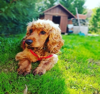 hizmet KÖPEK BAKIMI