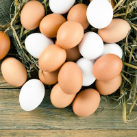tanitim resim Silivri Yumurta Üretim Ve Toptan Satışı
