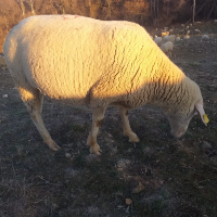 tanitim resim Yıldırım Besicilik