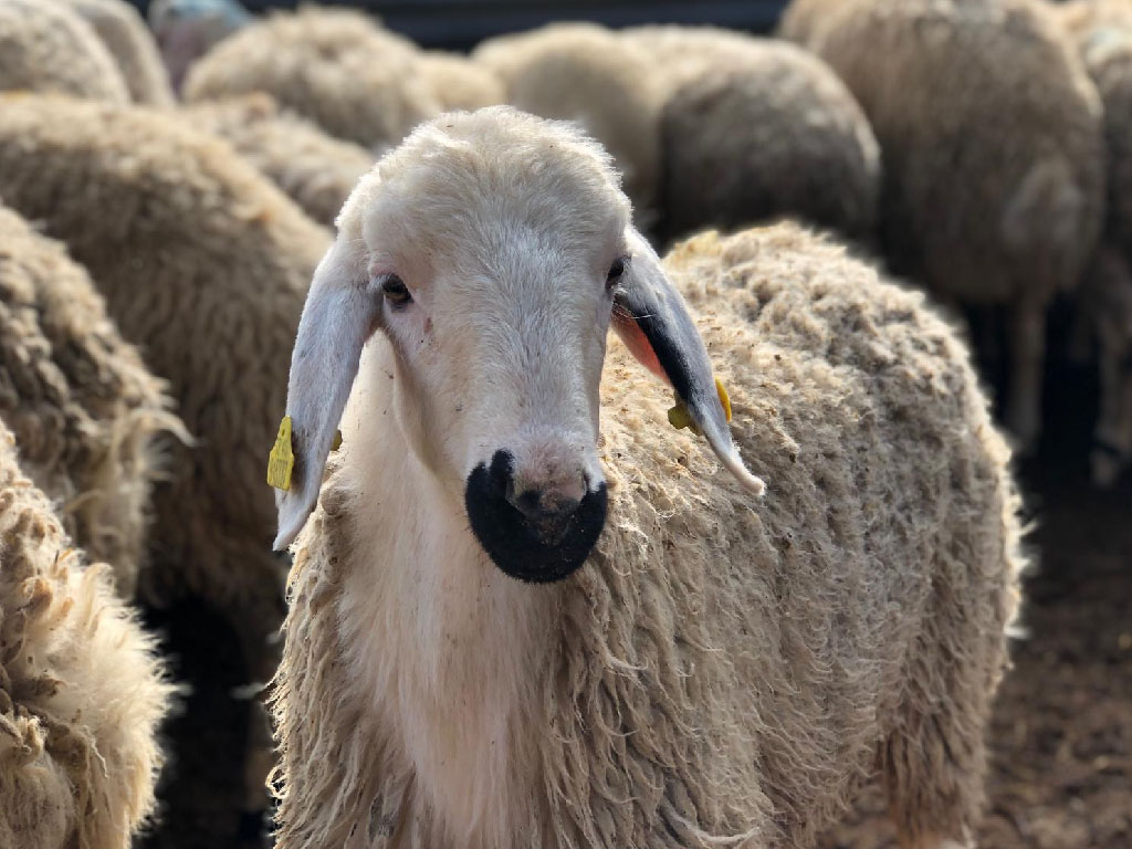 tanitim resim Isparta Eğirdir En Yakın Besi Çiftliği