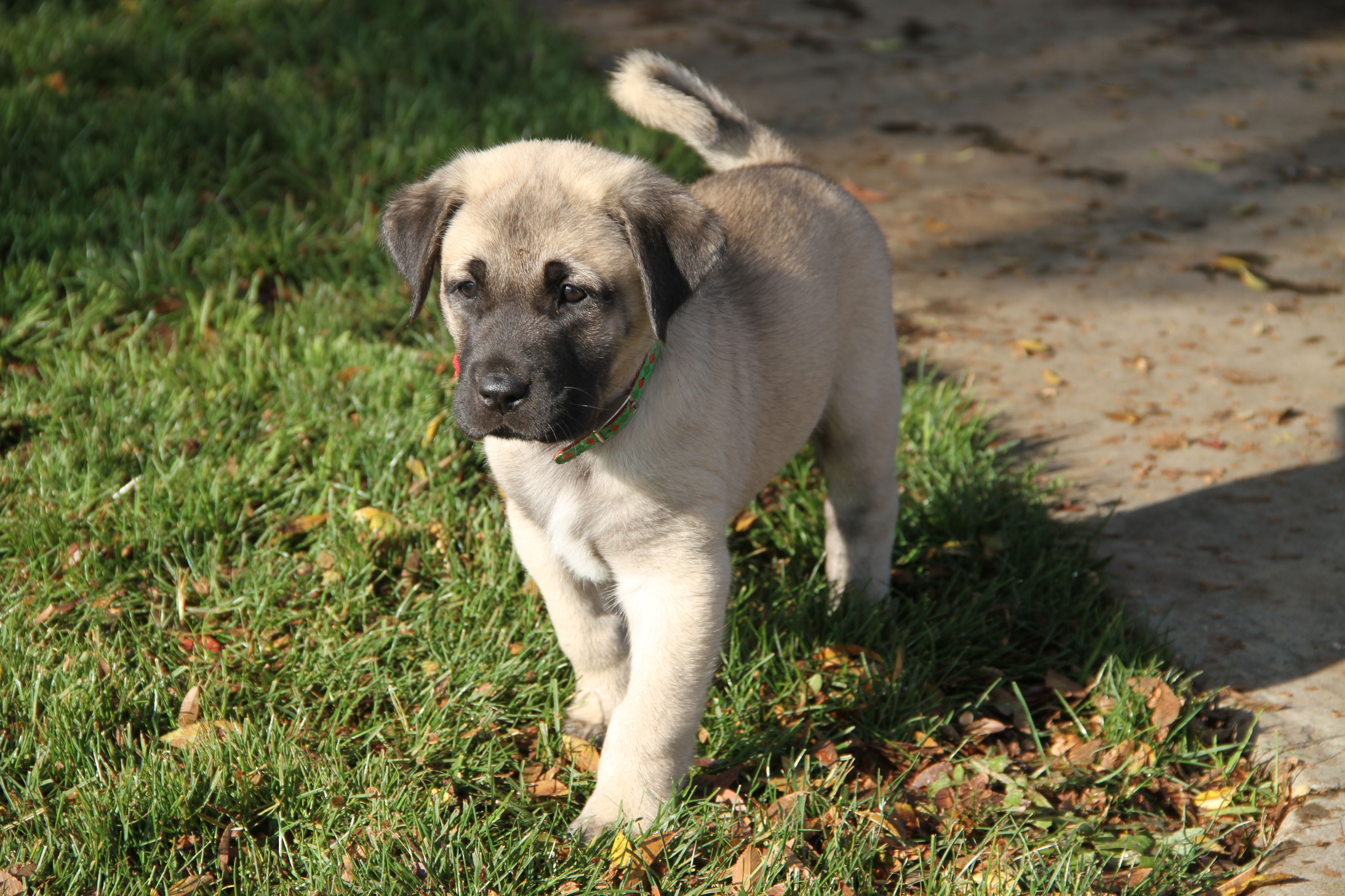 tanitim resim ALTIN KANGAL KÖPEK ÇİFTLİĞİ