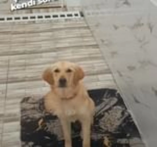 hizmet KÖPEK BAKIMI