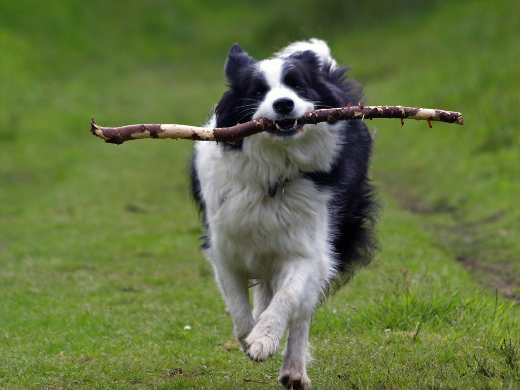 ürün BORDER COOLİE KÖPEK