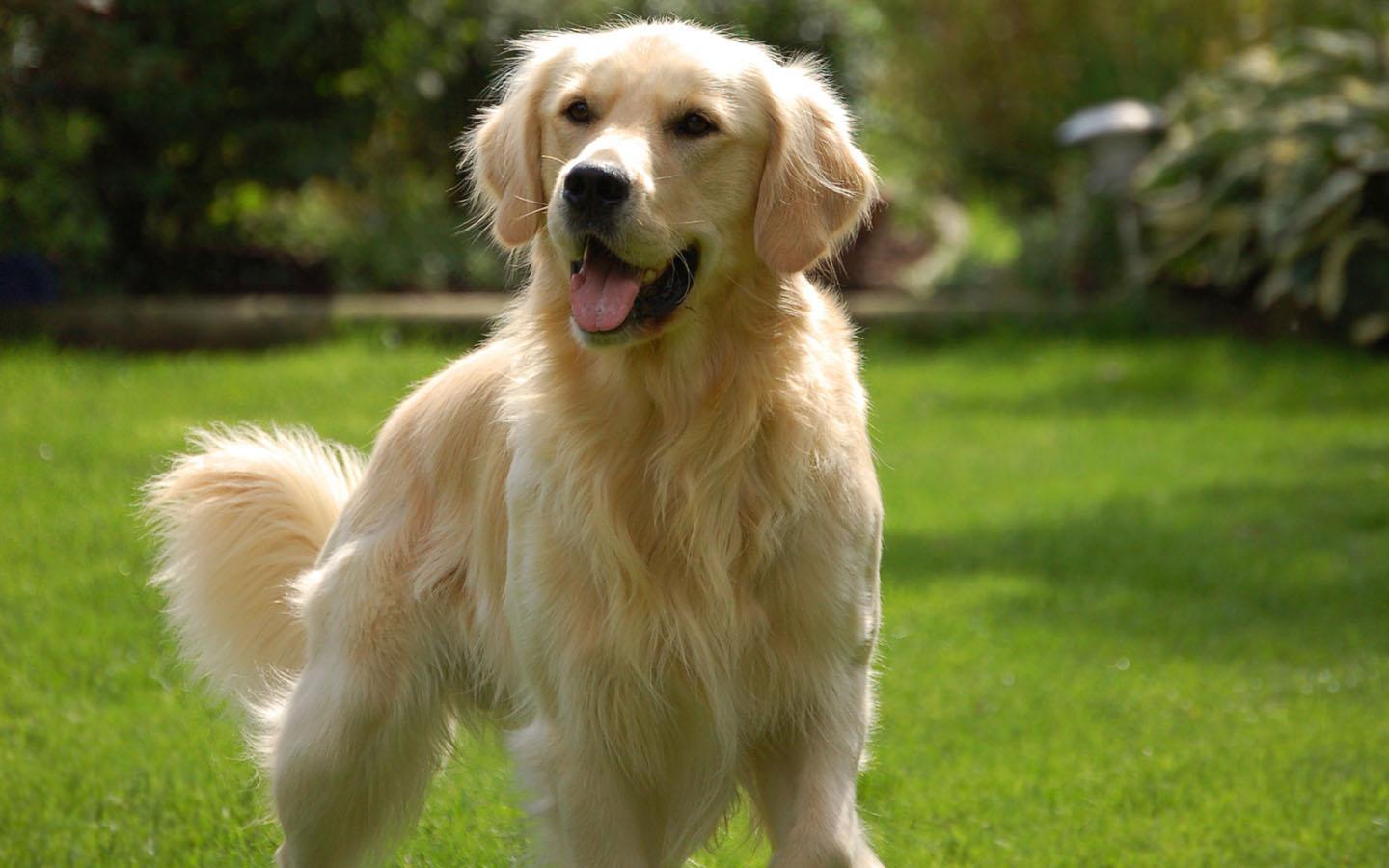 ürün GOLDEN RETRİVER KÖPEĞİ 