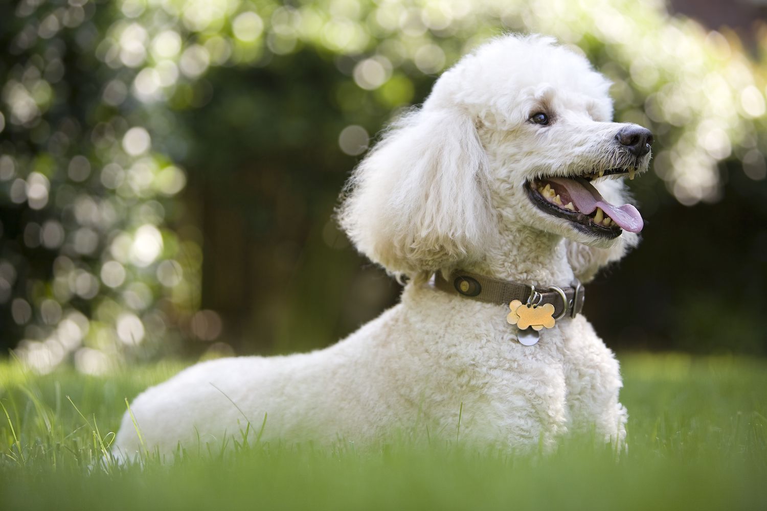 ürün KANİŞ KÖPEK