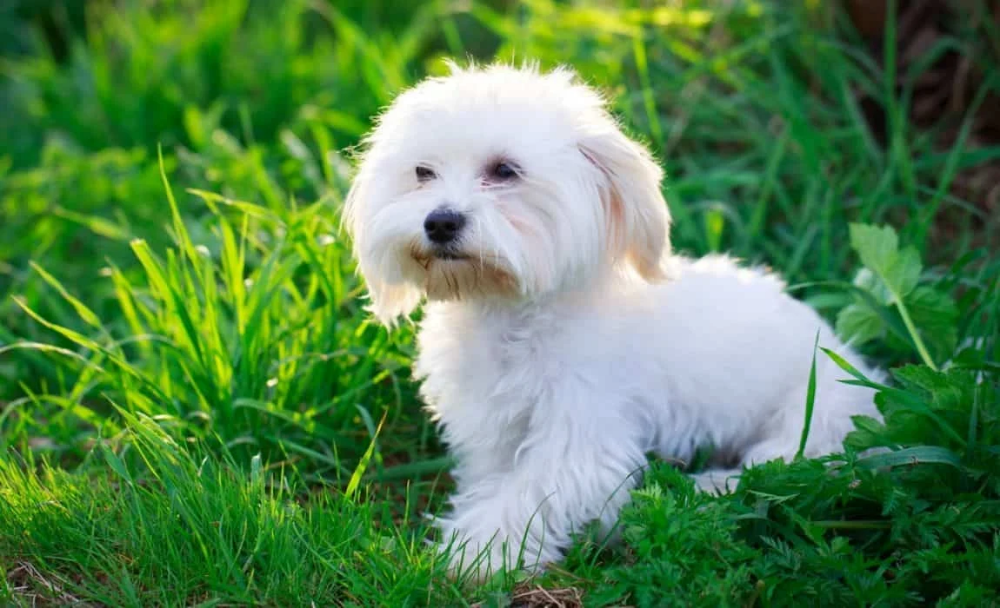 ürün MALTESE KÖPEK