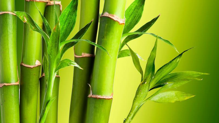 Bambu Nedir Bambu Ağacı Nerede Yetişir 